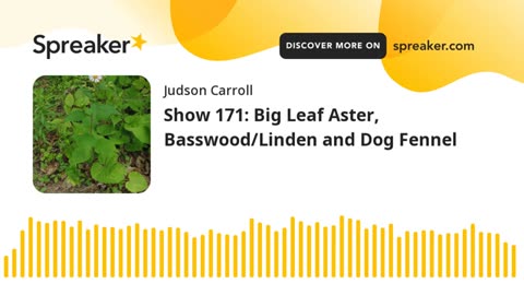 Show 171: Big Leaf Aster, Basswood/Linden and Dog Fennel