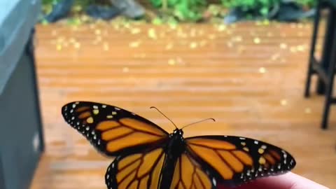 Watch A Caterpillar Turn Into A Butterfly