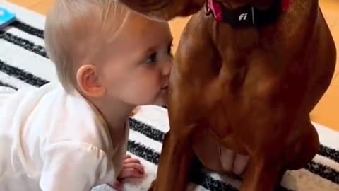 Funny animal videos|Cute animal videos | Funny dog&cat videos| Funny baby with Dog