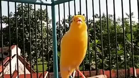Stronger Taghreed Canary to recite and irritate females for mating