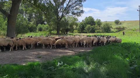 Flock of sheep in the countryside