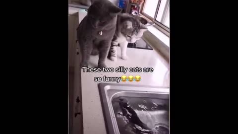 Funny Cat Funny animals