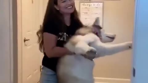 This Husky will do anything in his power to avoid taking Bath 🤣🤣