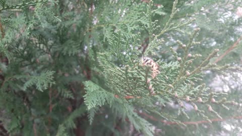 Bee on a cypress tree