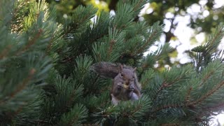 A Squirrel Munching On A Nut Above The Fir Tree 🍃 🍏