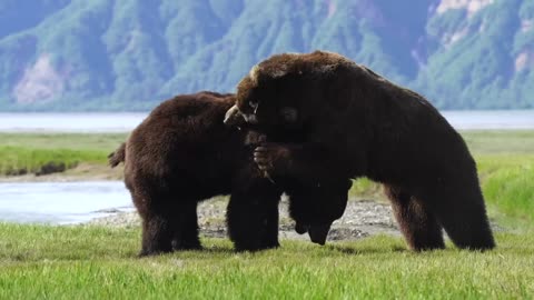 Photographer captures intense battle between 2 HUGE ferocious bears