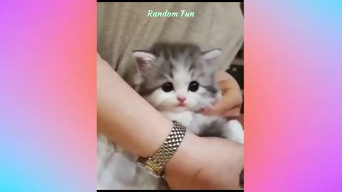 Funny Cats - Cute and Funny Cat Videos - Lovely Fun