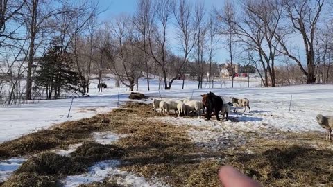 A Short Sheep Drive, a Failed Bale Grazing Experiment and Finding Scalability in My Grazing System.