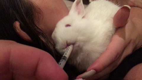 White rabbit drinks from syringe