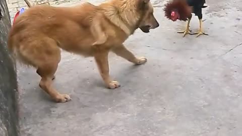 Chicken Vs Dog Fight