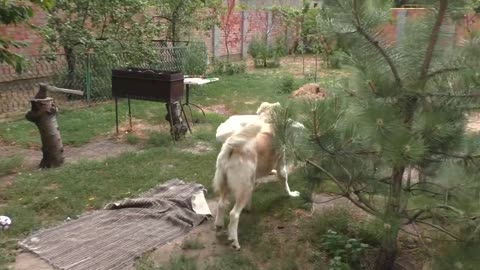 Central Asian Shepherd Dogs and Turkish Akbash.