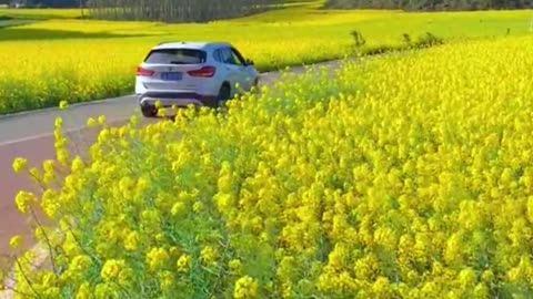 There is a kind of spring called rapeseed flowers blooming