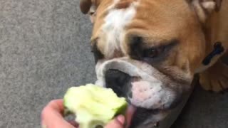 English bulldog puppy loves apples