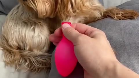 Funny videos Dog