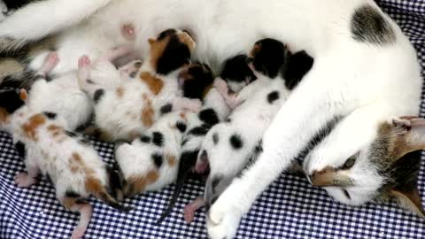 Newborn kittens feeding on mother