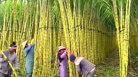 Sugarcane farming satisfying
