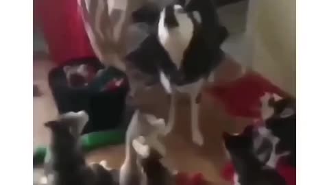 Mom teaching how sung a song to her pups