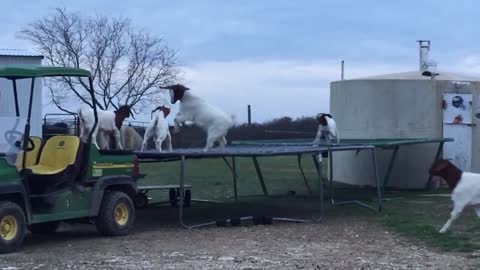 Watch what these goats do when the farmer's out of town