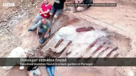 Huge dinosaur skeleton unearthed in Portuguese garden