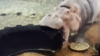 Kid Gives Awkward Hippo Commentary at Aquarium