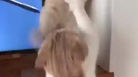 cat fighting cat
