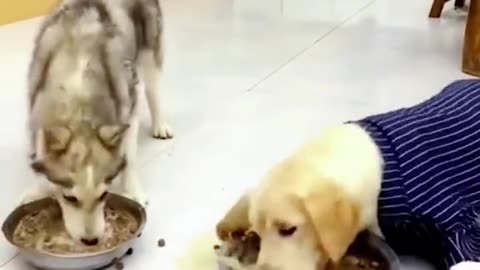 Dogs Carries Bowl Full Of Food To Eating On The Couch