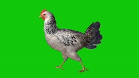 Walking chicken green screen effect