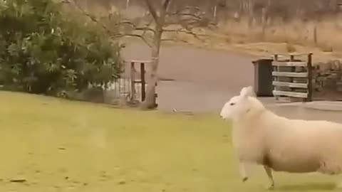 Happy sheep 🐑