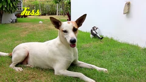 The dog with the cats on the grass next to the house