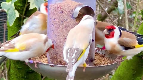 Major Goldfinches / Siberian Goldfinch mutations and Red siskin male