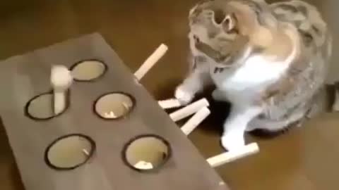 The cat whack-a-mole