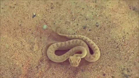 Dubai desert snake Cerastes| venomous viper