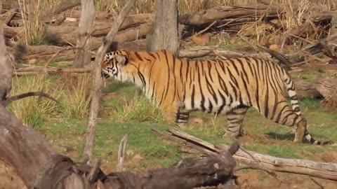 TIGER FIGHT/safari journey/real fight of tigers