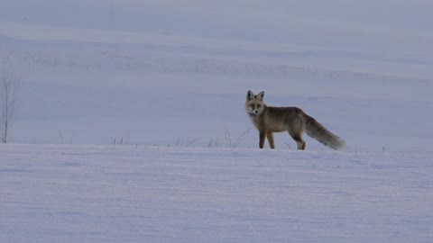 Fox and snow