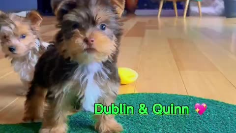 Cutest puppies playing