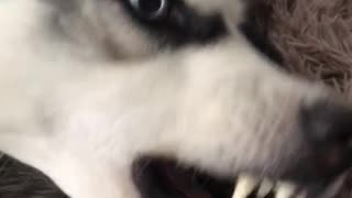 Angry husky?