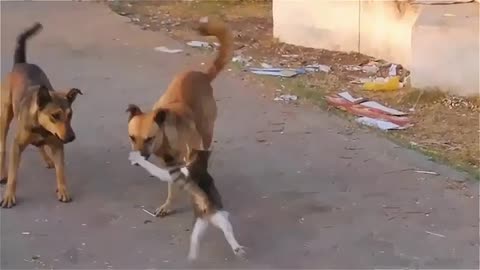 Cat wins two Dogs - battle - funny animals video - cat heroes - cool cat