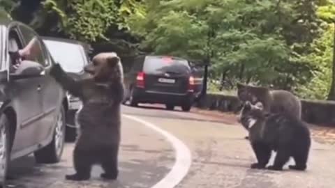 a high five from a bear