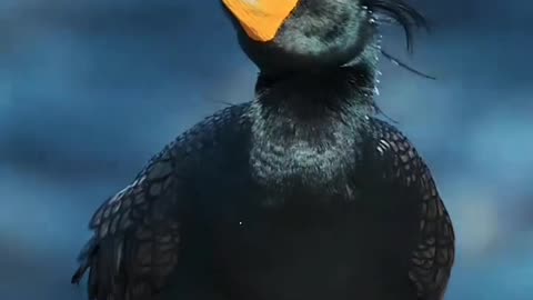 Spectacled Cormorant