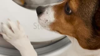 Pup Patiently Waits for Laundered Friend