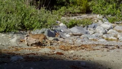 That's how a Lynx hunts in the WATER! The best tactics against Birds, Snakes and even Sharks!