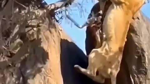 Lion climbs tree