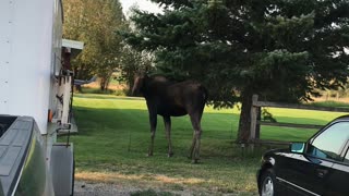 Mama Moose Looks and Calls for Calf After Getting Separated