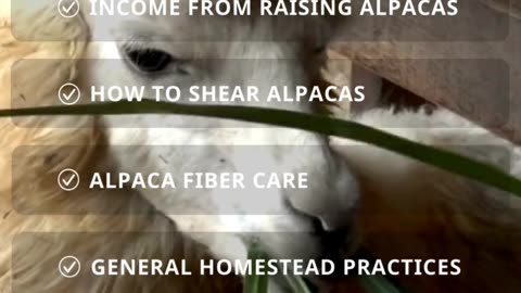 Alpaca Workshops