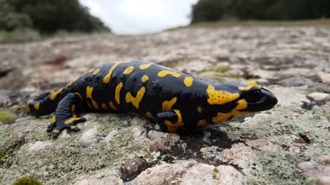 Salamander on rocks