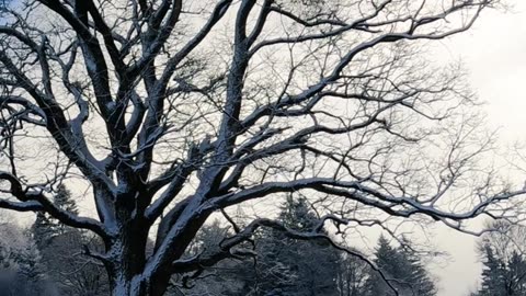 "Frost-Kissed Majesty: The Winter Tree's Silent Strength"