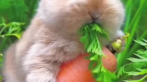 Cute rabbit