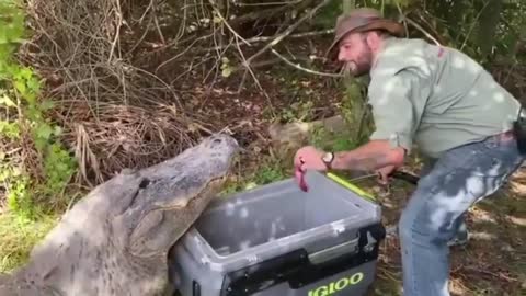 This Man Was Trying To Feed An Alligator That Came Real Close
