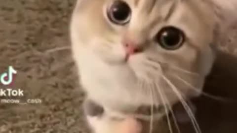 Cute funny cat videos