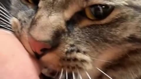 This is why cats bites it's owners